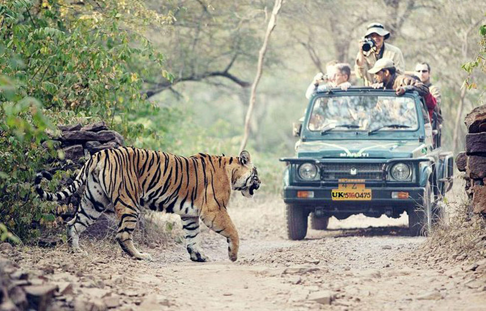 Visit Rajaji National Park on your next trip to Rishikesh to set an  appointment with wildlife.