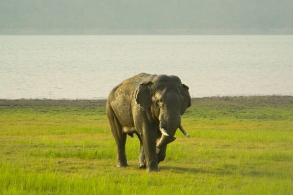 Big Tuskar During Corbett Safari Tour