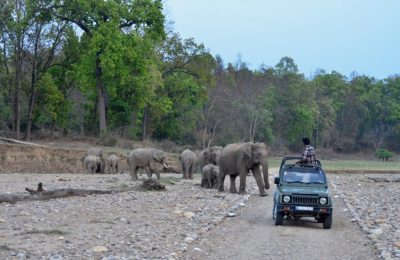 Rajaji National Park Jeep Safari